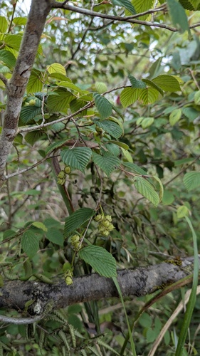Corylopsis pauciflora, photograph 4
