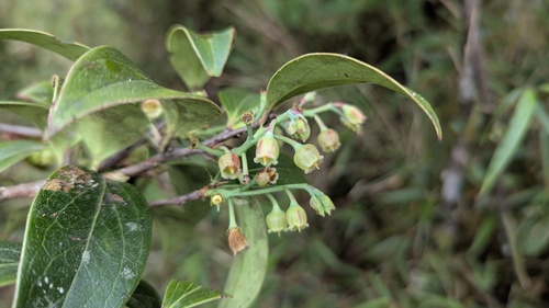 Vaccinium dunalianum, photograph 1
