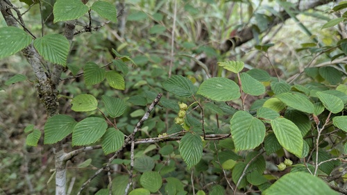 Corylopsis pauciflora observed 2026-05-20