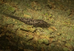 Nesomachilis