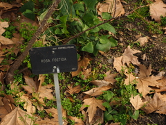 Rosa foetida