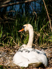 Cygnus olor