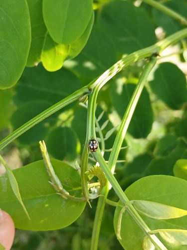 Turtle Vein Lady Beetle