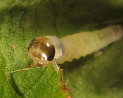 Pachyprotasis antennata