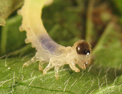 Pachyprotasis antennata