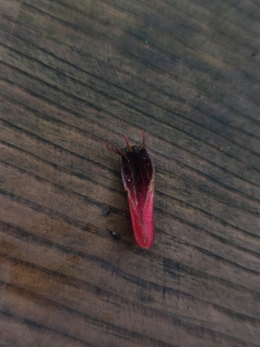 Taxillus sutchuenensis observed 2026-05-25