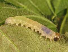 Pachyprotasis antennata