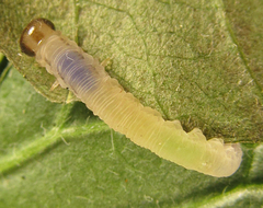 Pachyprotasis antennata