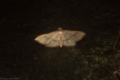 Addaea subtessellata