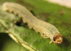 Pachyprotasis antennata