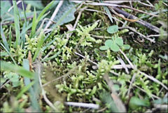 Thuidiopsis sparsa
