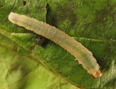 Pachyprotasis antennata
