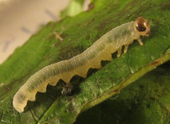 Pachyprotasis antennata