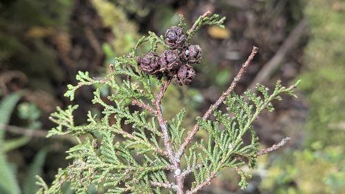 Chamaecyparis obtusa, photograph 3
