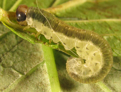 Pachyprotasis antennata