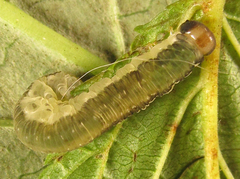 Pachyprotasis antennata