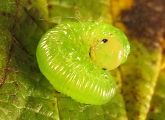 Pachyprotasis antennata