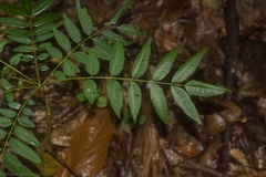 Ailanthus triphysa