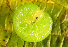 Pachyprotasis antennata