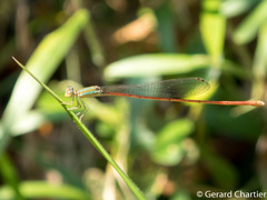 Aciagrion pallidum