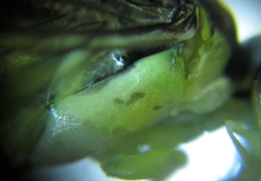 Pachyprotasis antennata