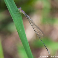 Aciagrion hisopa