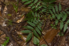 Ailanthus triphysa