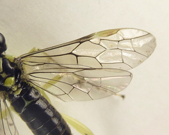 Pachyprotasis antennata