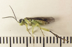 Pachyprotasis antennata