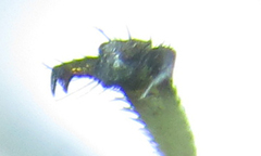 Pachyprotasis antennata