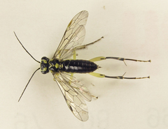 Pachyprotasis antennata