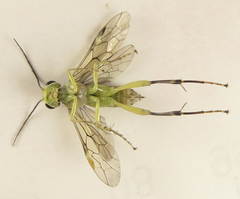 Pachyprotasis antennata