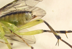 Pachyprotasis antennata