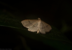 Addaea subtessellata