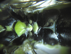 Pachyprotasis antennata