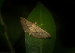 Addaea subtessellata