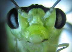 Pachyprotasis antennata
