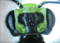 Pachyprotasis antennata