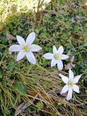 Ornithogalum umbellatum