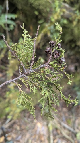 Chamaecyparis obtusa, photograph 2