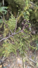Chamaecyparis obtusa, photograph (c) Cheng-Te Hsu, some rights reserved (CC BY)