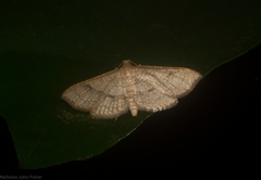 Addaea subtessellata