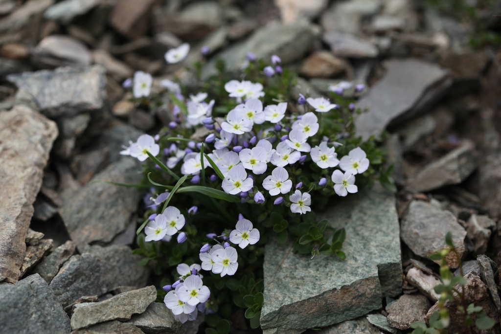 Veronica telephiifolia
