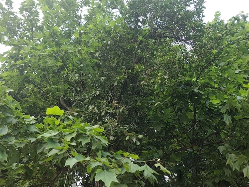 Taxillus sutchuenensis observed 2026-05-25