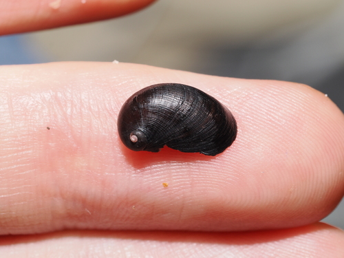 Stomatella Snails