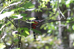 Trogon mexicanus