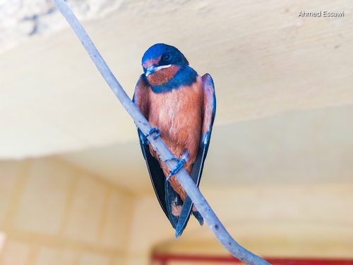 Barn Swallow