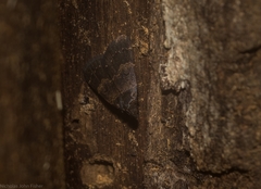 Hydrillodes dimissalis