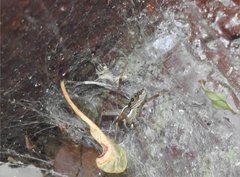 Dendrolycosa robusta