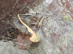 Dendrolycosa robusta